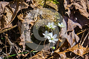 False Rue Anemone, Enemion biteratum