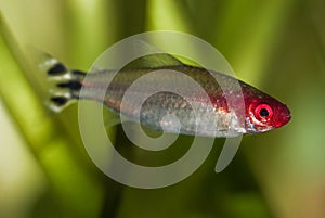 False Rummynose Tetra fish