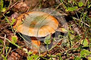 False saffron milkcup