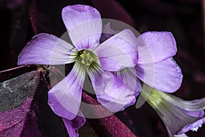 False Shamrock Flowers