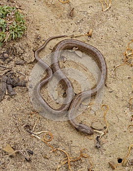 false smooth snake, macroprotodon cucullatus