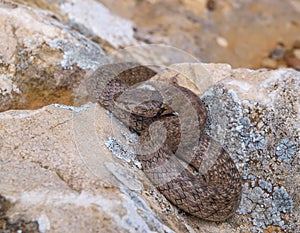 false smooth snake, macroprotodon cucullatus