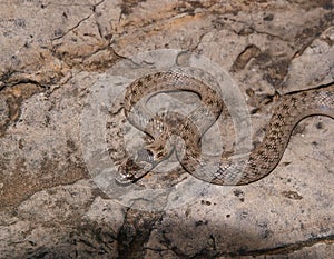 false smooth snake, macroprotodon cucullatus