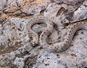 false smooth snake, macroprotodon cucullatus