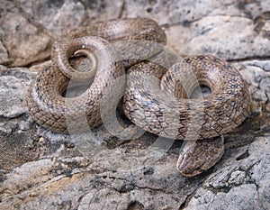 false smooth snake, macroprotodon cucullatus