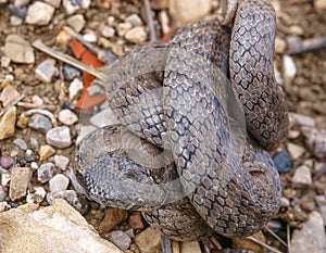 false smooth snake, macroprotodon cucullatus