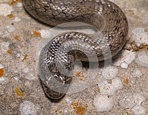 false smooth snake, macroprotodon cucullatus