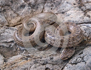 False smooth snake (macroprotodon cucullatus) on the stone surface