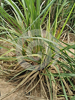 false smut disease symptom on rice panicle