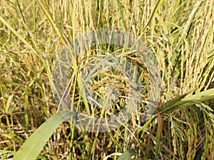 false smut disease symptom on rice panicle