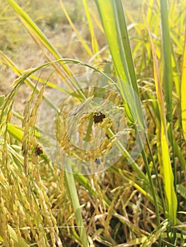 false smut disease symptom on rice panicle