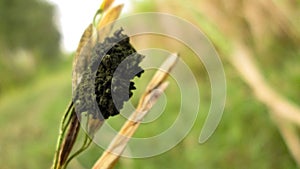 FALSE SMUT (Ustilaginoidea virens) Black Spores in Paddy (Rice) crop