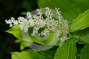 False Solomon`s Seal - Maianthemum racemosum