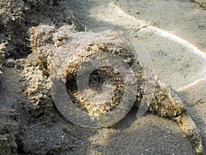 False stonefish in coral reef photo