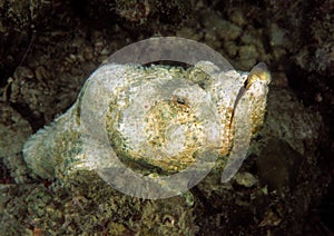 False Stonefish, Mabul Island, Sabah