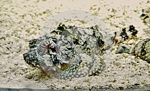 False Stonefish Scorpaenopsis Diabolus