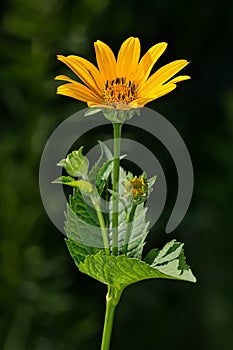 False Sunflower - Heliopsis helianthoides