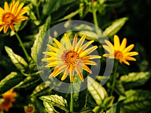 False sunflower, rough oxeye - Heliopsis helianthoides 'Loraine Sunshine'