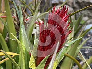 False Tillandsia Ortgiesia recurvata var. ortgiesii Baker L. B. Sm. and W. J. Kress, Urn Plant or Bromeliad - Switzerland