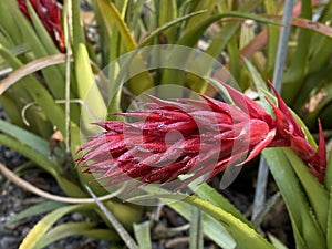 False Tillandsia Ortgiesia recurvata var. ortgiesii Baker L. B. Sm. and W. J. Kress, Urn Plant or Bromeliad - Switzerland photo