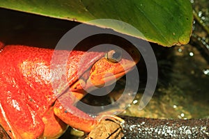 False tomato frog