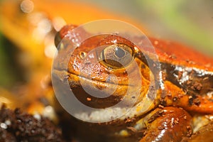 False tomato frog