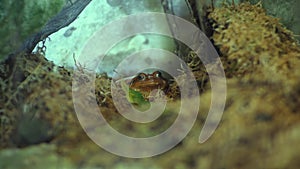 The false tomato frog Dyscophus guineti