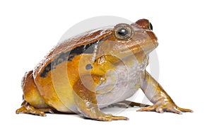 False Tomato Frog, Dyscophus guineti