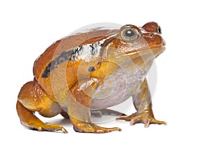 False Tomato Frog, Dyscophus guineti