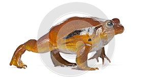 False Tomato Frog, Dyscophus guineti