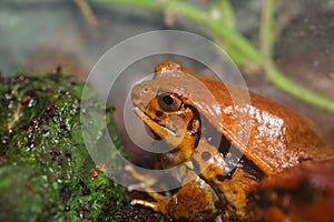 False tomato frog