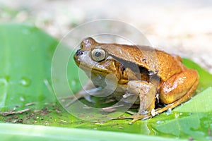 False Tomato Frog, Dyscophus Guineti, Madagascar wildlife