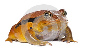 False Tomato Frog, Dyscophus guineti, portrait