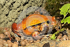 False tomato frog, Dyscophus guyneti