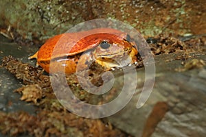 False tomato frog