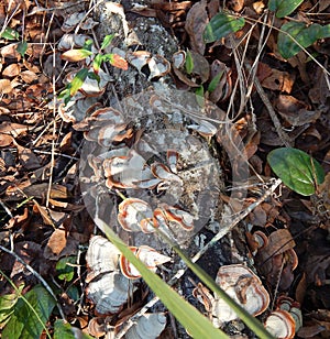 False Turkey Tail on Downed Log