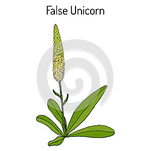 False unicorn Chamaelirium luteum , or blazing-star, devil s bit, fairy wand, helonias - ornamental and medical plant photo