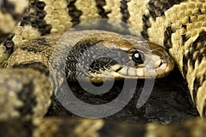 False water cobra (Hydrodynastes gigas)