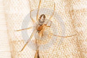 A False Widow Spider, Steatoda Grossa photo