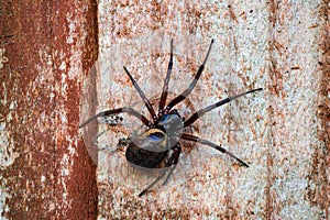 False widow spider, Steatoda nobilis, resting on wooden slats