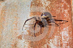 False widow,  Steatoda nobilis, spider, resting on wooden slats