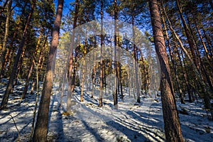 Falun - March 31, 2018: Frozen forest at Framby Udde near the town of Falun in Dalarna, Sweden