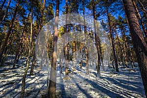 Falun - March 31, 2018: Frozen forest at Framby Udde near the town of Falun in Dalarna, Sweden