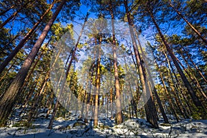 Falun - March 31, 2018: Frozen forest at Framby Udde near the town of Falun in Dalarna, Sweden