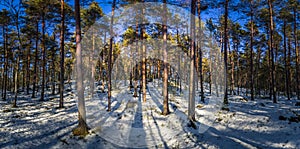 Falun - March 31, 2018: Frozen forest at Framby Udde near the town of Falun in Dalarna, Sweden