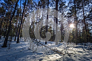 Falun - March 31, 2018: Frozen forest at Framby Udde near the town of Falun in Dalarna, Sweden