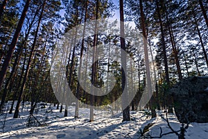 Falun - March 31, 2018: Frozen forest at Framby Udde near the town of Falun in Dalarna, Sweden