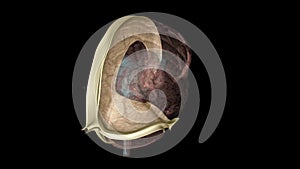 The falx cerebri and tentorium cerebelli are thin dural structures found between parts of the brain