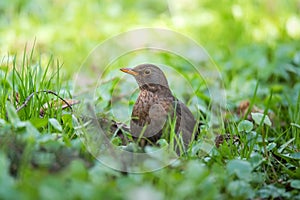 A famale of black thrush bird on the meadow