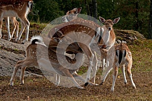 A famale doe of Fallow deer suckling two young fawn in Sweden